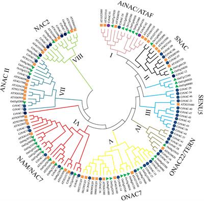 Genome-wide identification of NAC transcription factors and regulation of monoterpenoid indole alkaloid biosynthesis in Catharanthus roseus